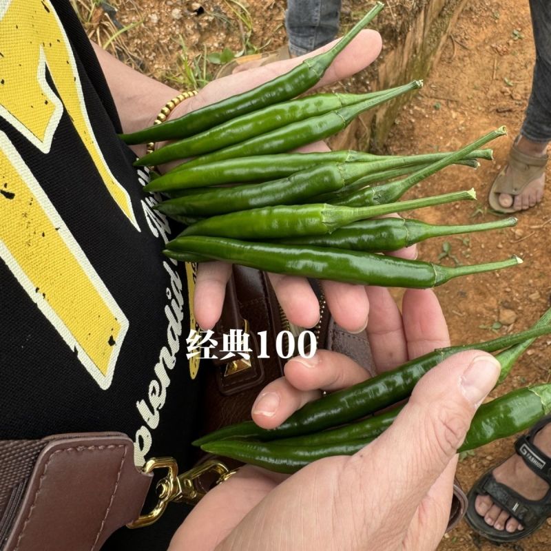 富乔红典100朝天椒种子早熟抗病强高产大果型朝天椒种子香