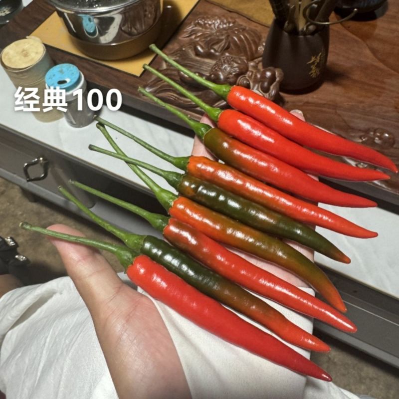 富乔红典100朝天椒种子早熟抗病强高产大果型朝天椒种子香
