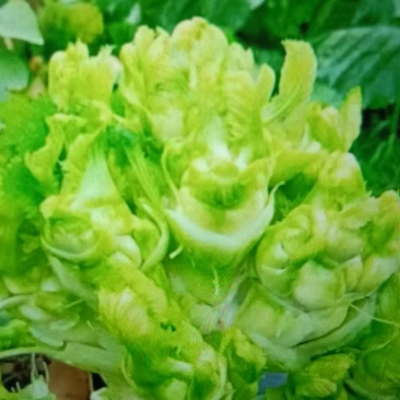 精品儿菜安徽儿菜万亩基地直销，专业产地代办代发，价格优惠