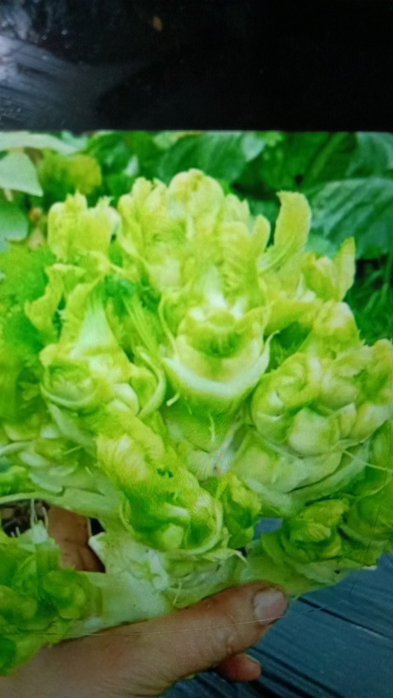 精品儿菜安徽儿菜万亩基地直销，专业产地代办代发，价格优惠