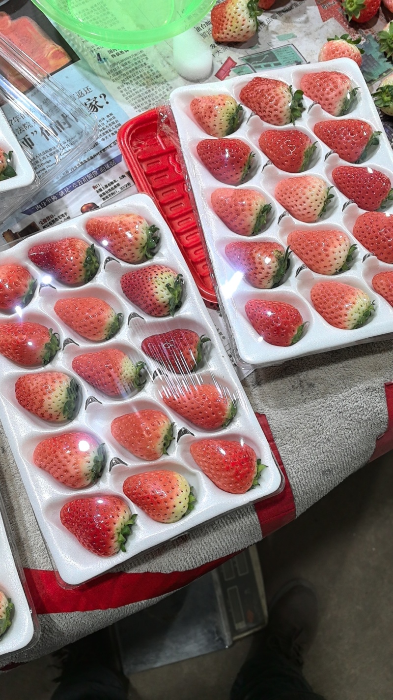 草莓徐州草莓妙香天仙醉代收