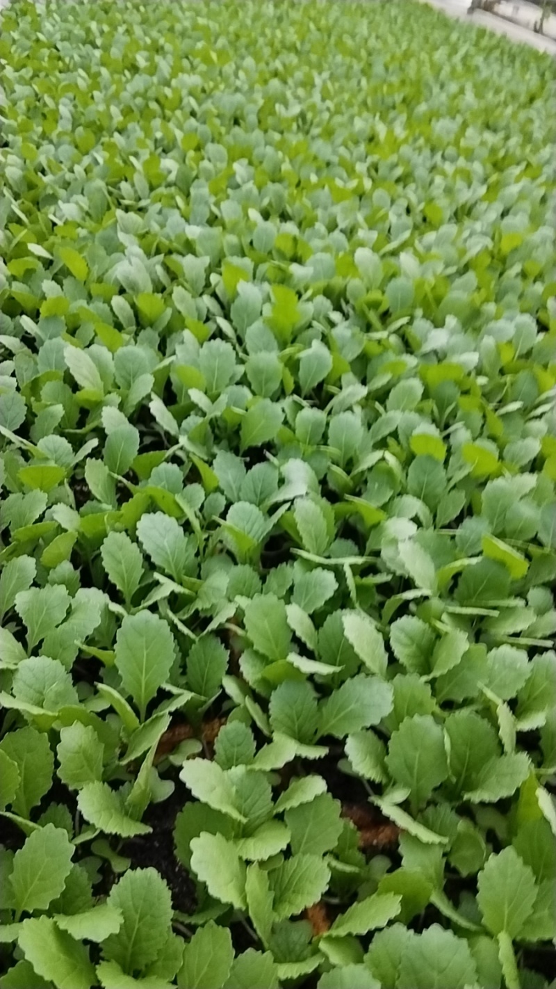 云南蔬菜苗娃娃菜苗货源充足量大从优全国发货