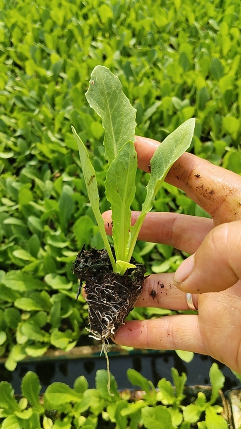 云南蔬菜苗娃娃菜苗货源充足量大从优全国发货