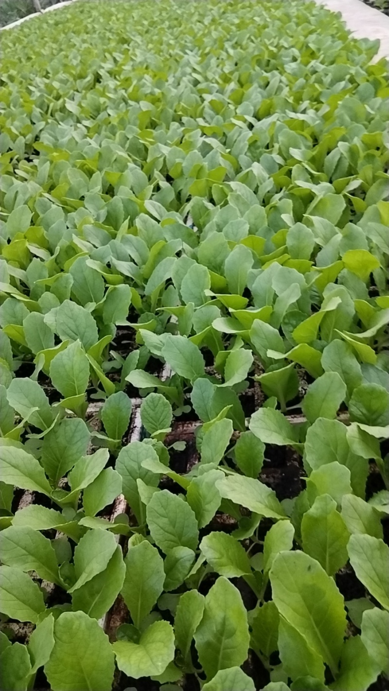 云南蔬菜苗娃娃菜苗货源充足量大从优全国发货