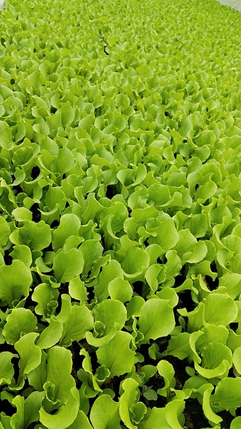 云南蔬菜苗娃娃菜苗货源充足量大从优全国发货