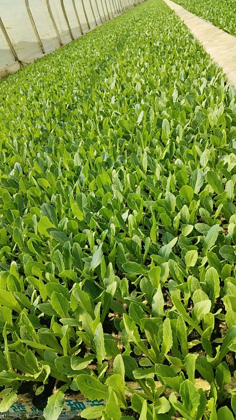 云南蔬菜苗娃娃菜苗货源充足量大从优全国发货