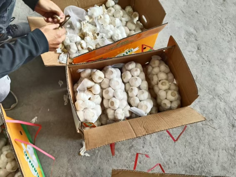 大蒜，杀菌消炎，每天来两瓣，健康又长寿。欢迎来电！！
