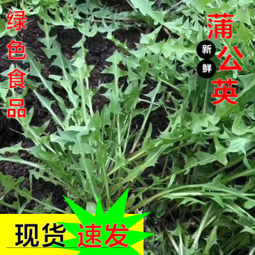蒲公英新鲜
