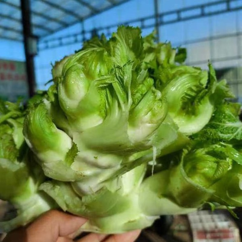 儿菜，精品儿菜头，产地热销中，货源充足，保质保量
