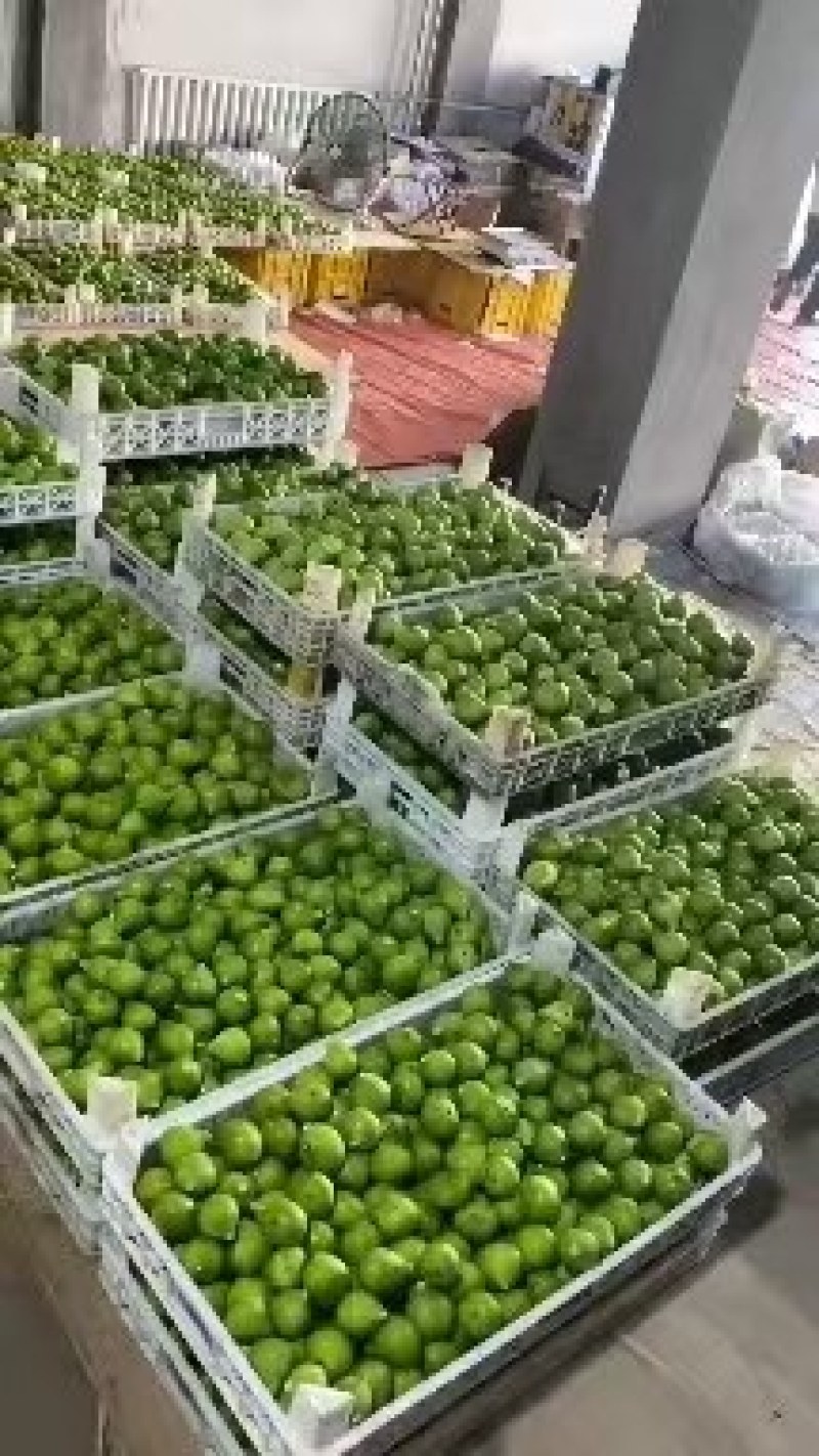 威海青皮，冷链，空运，整车，保质保量，价格美丽