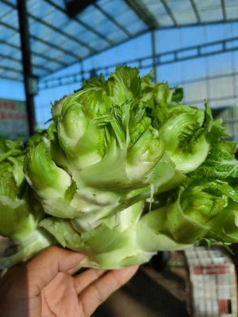 儿菜，精品儿菜头，产地热销中，货源充足，保质保量