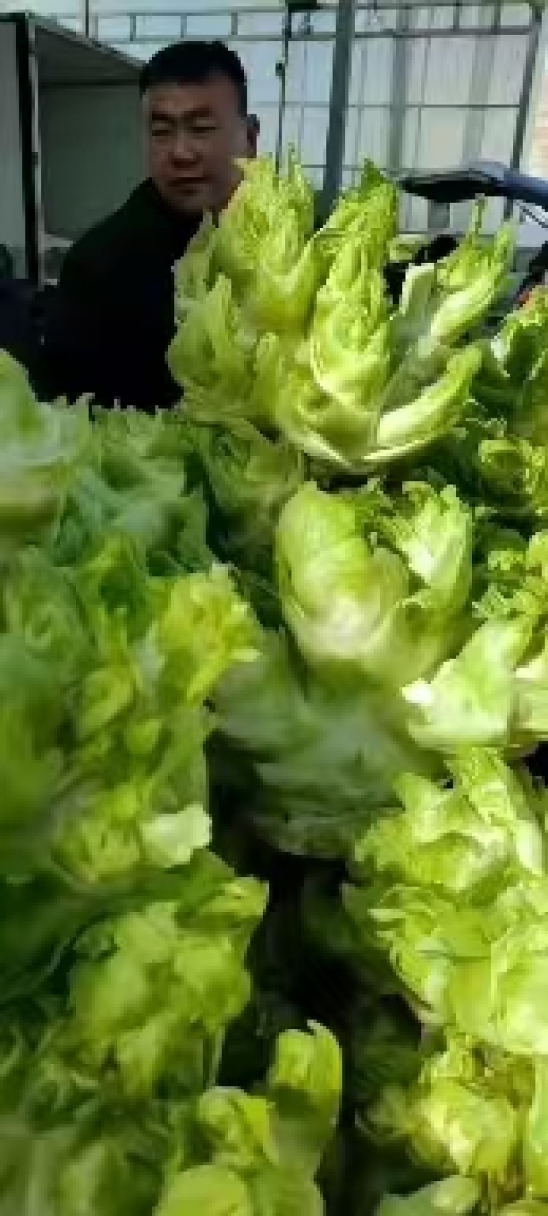 儿菜，精品儿菜头，产地热销中，货源充足，保质保量