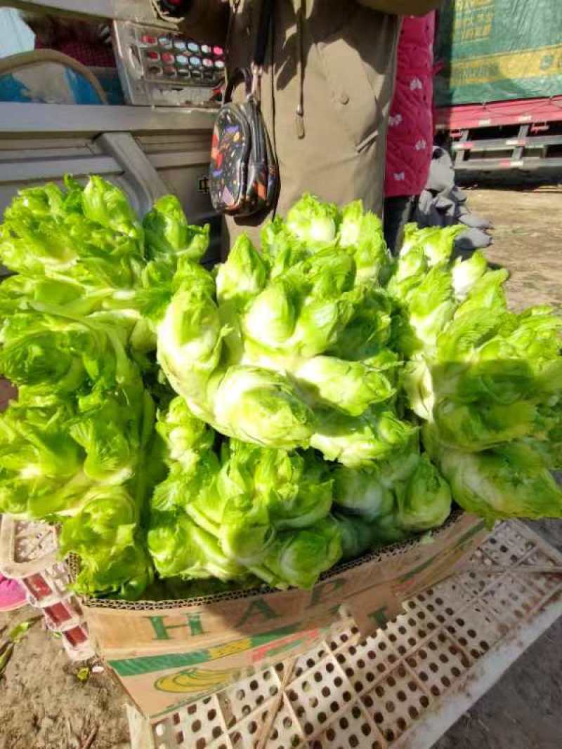 儿菜，精品儿菜头，产地热销中，货源充足，保质保量