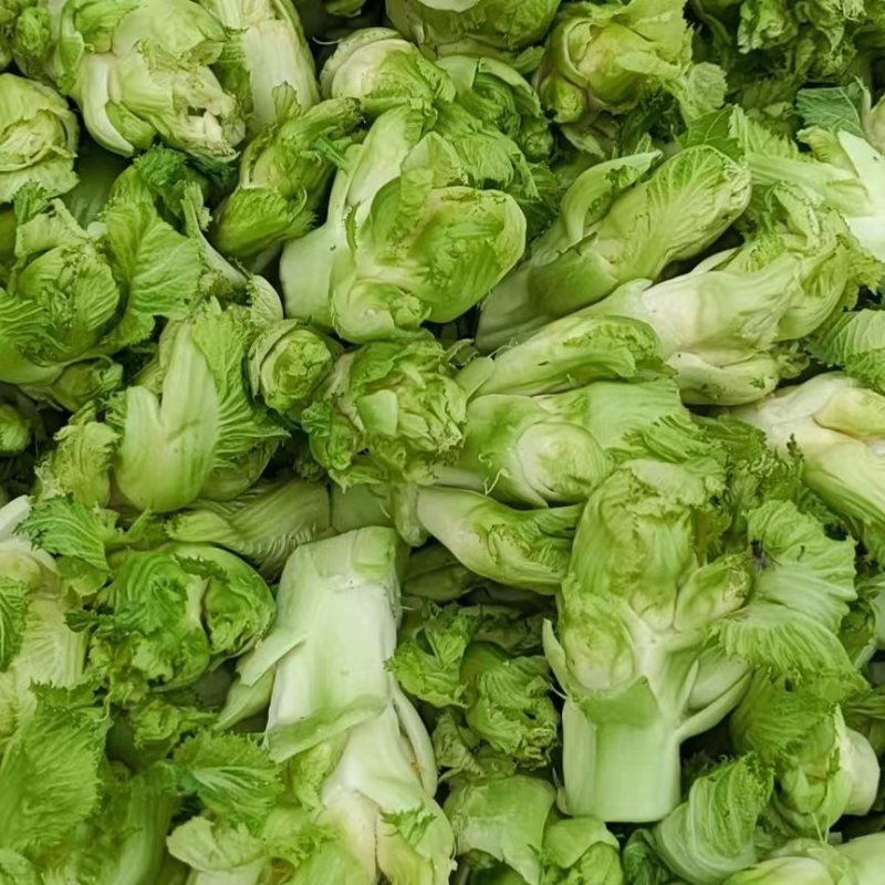 儿菜，精品儿菜头，产地热销中，货源充足，保质保量