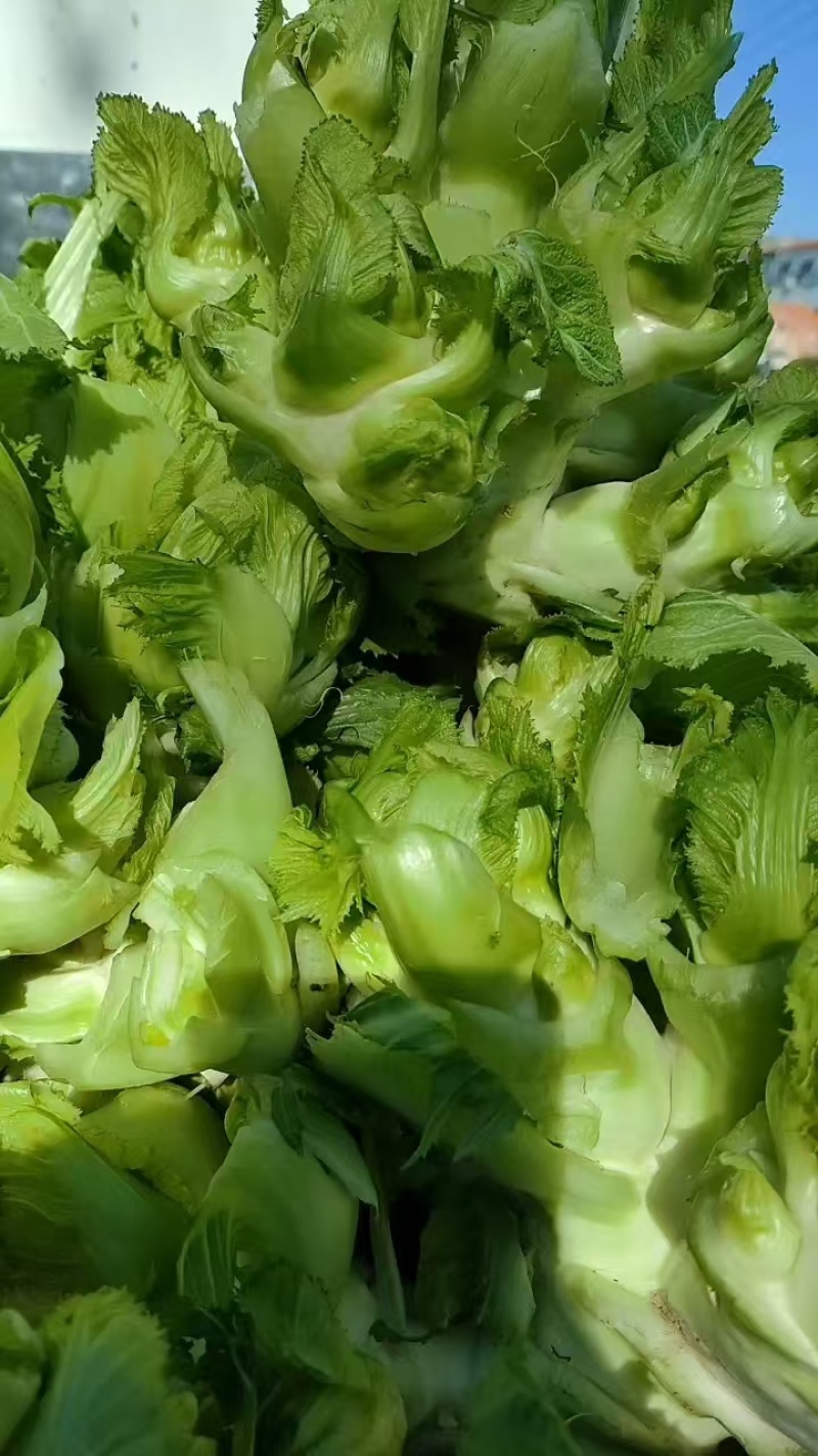 儿菜，精品儿菜头，产地热销中，货源充足，保质保量