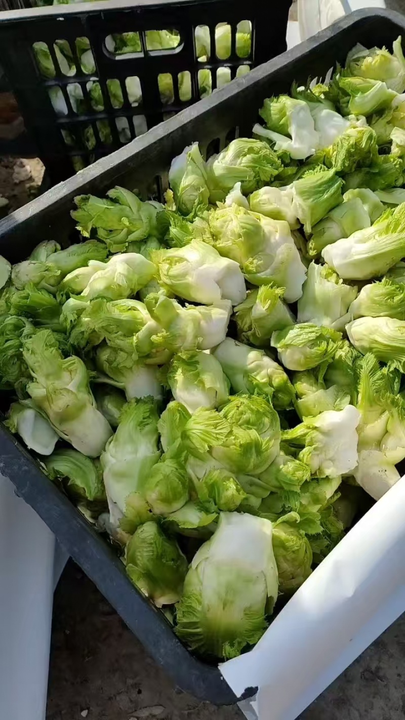 儿菜，精品儿菜头，产地热销中，货源充足，保质保量