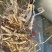 常年供应优质小麦秸秆，玉米秸秆、黄豆秸秆、花生秧秸秆草料