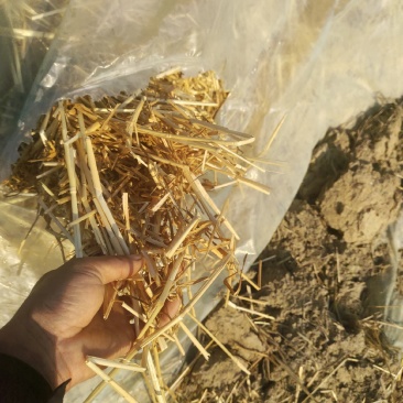 常年供应优质小麦秸秆，玉米秸秆、黄豆秸秆、花生秧秸秆草料