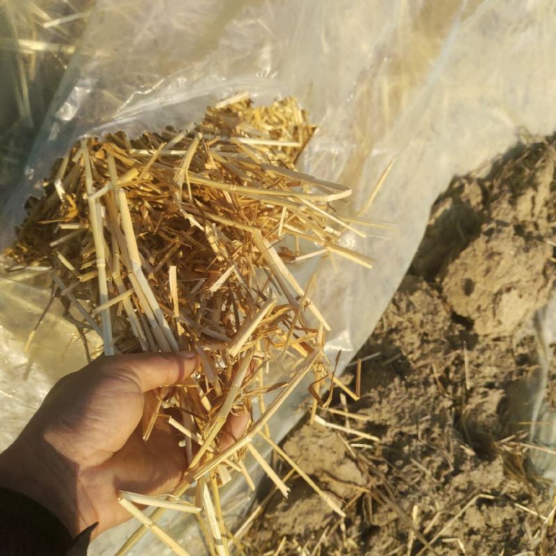 常年供应优质小麦秸秆，玉米秸秆、黄豆秸秆、花生秧秸秆草料