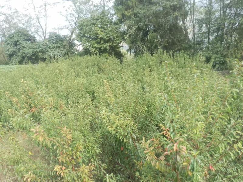蜂糖李苗【李子苗】假一赔十，基地直发，保湿发货