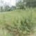 蜂糖李苗【李子苗】假一赔十，基地直发，保湿发货