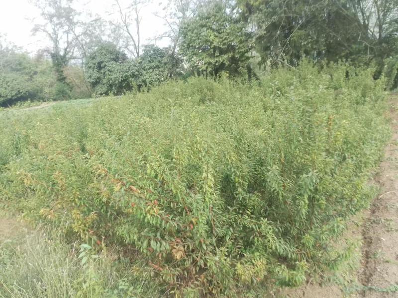 蜂糖李苗【李子苗】假一赔十，基地直发，保湿发货