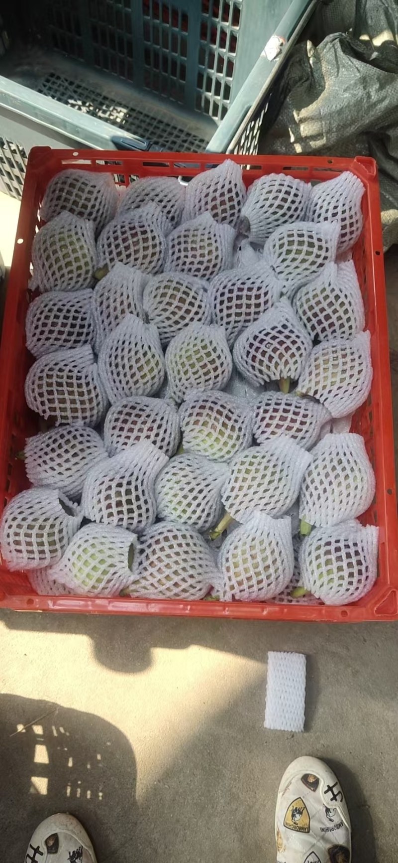 全年云南无花果，基地直发，空运，冷链，整车，质量保障，价格美
