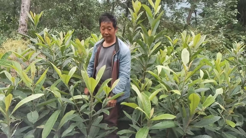 枇杷树苗【大五星枇杷苗】基地直发品质保证欢迎选购