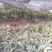 枇杷树苗【大五星枇杷苗】基地直发品质保证欢迎选购