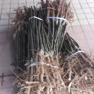 【梨树苗】翠冠梨树苗保成活技术扶持可发全国市场