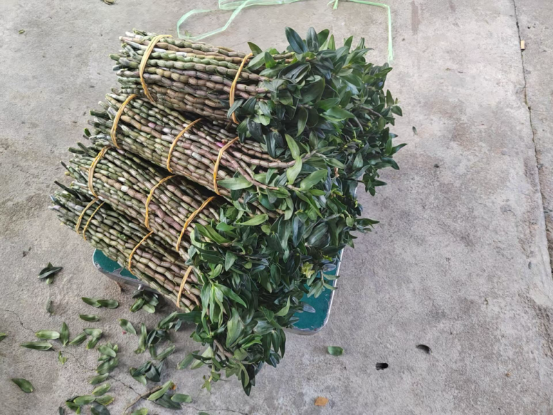 精品铁皮石斛鲜条产地直供批发价格保质保量欢迎全国老板采购