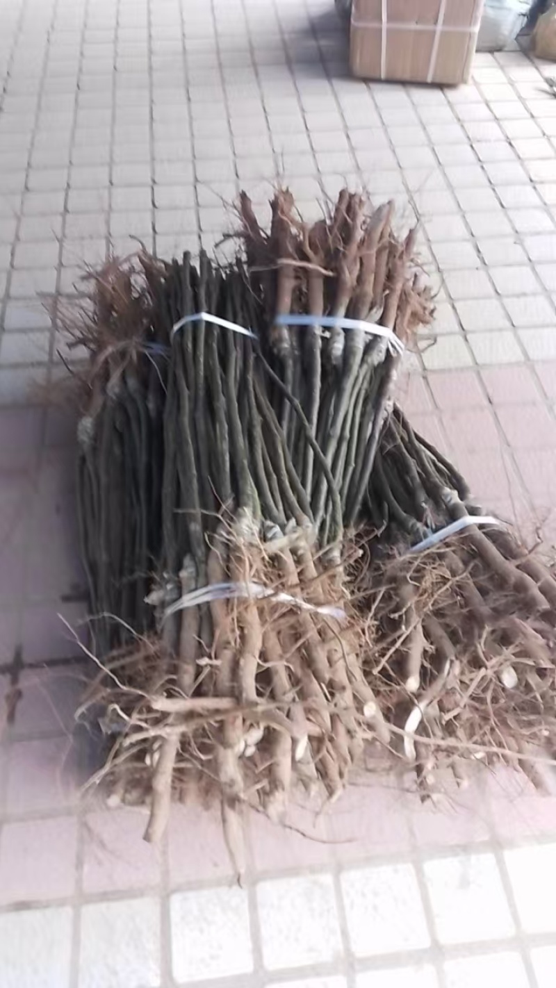 【梨树苗】翠冠梨树苗保成活技术扶持可发全国市场