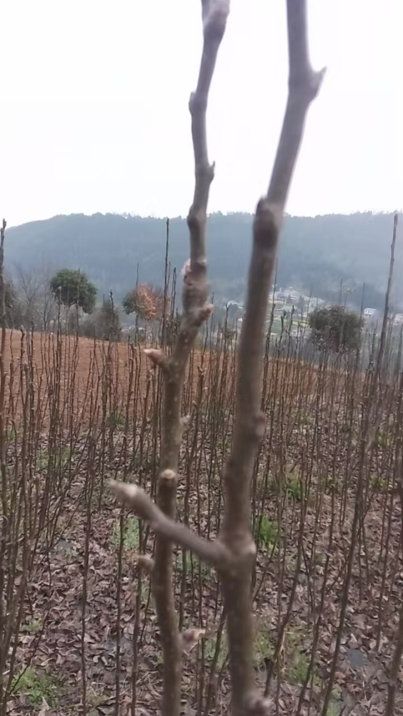 【梨树苗】翠冠梨树苗保成活技术扶持可发全国市场