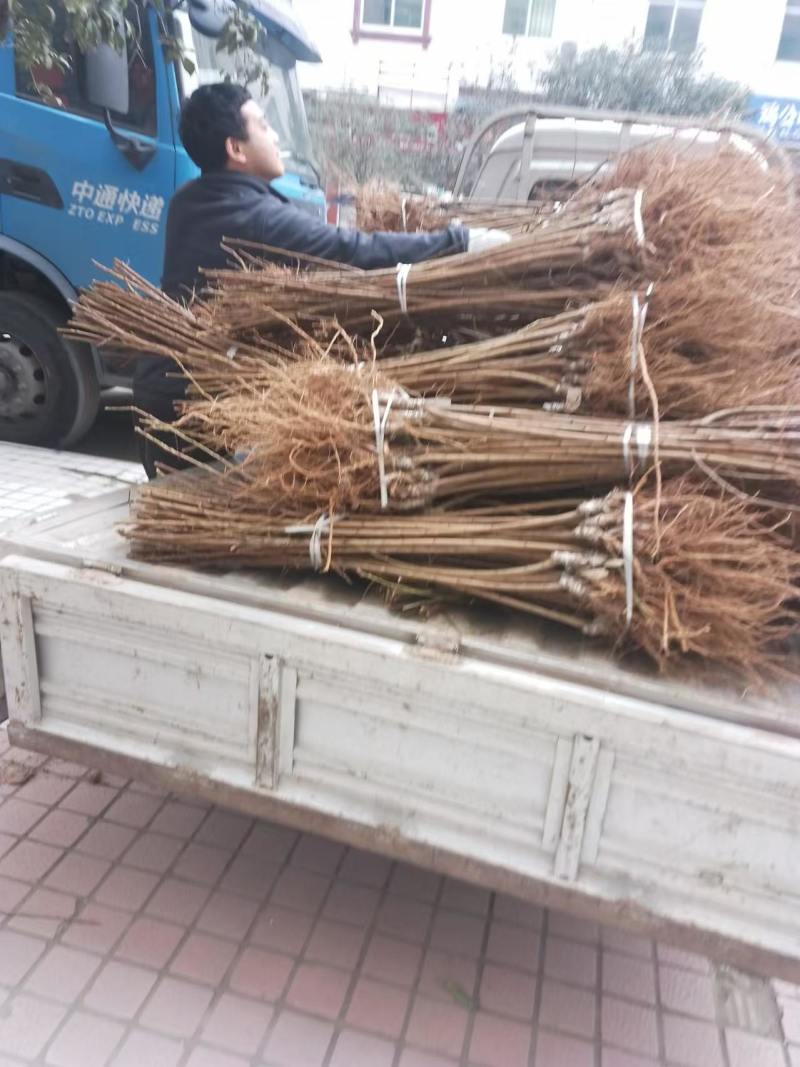 嫁接桃树苗精心培育成活率高支持视频看货