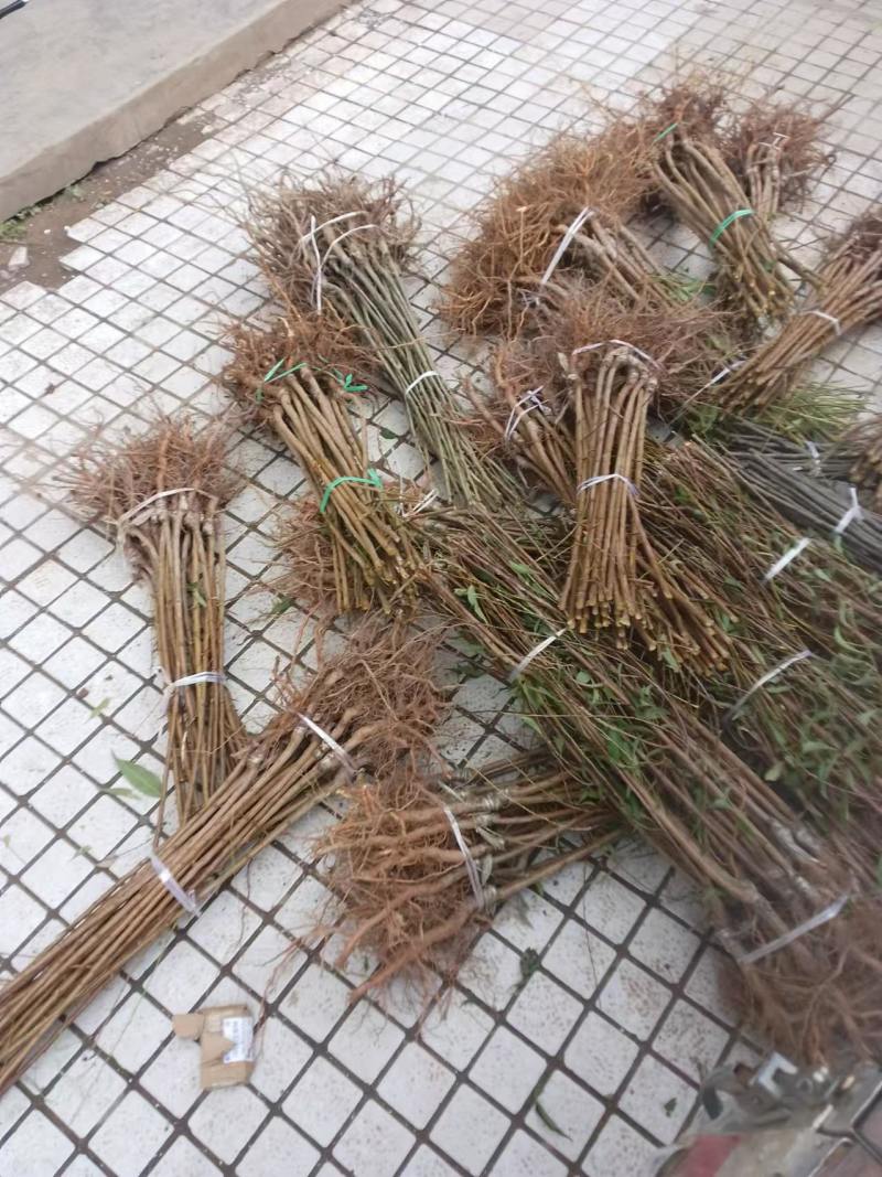 嫁接桃树苗精心培育成活率高支持视频看货