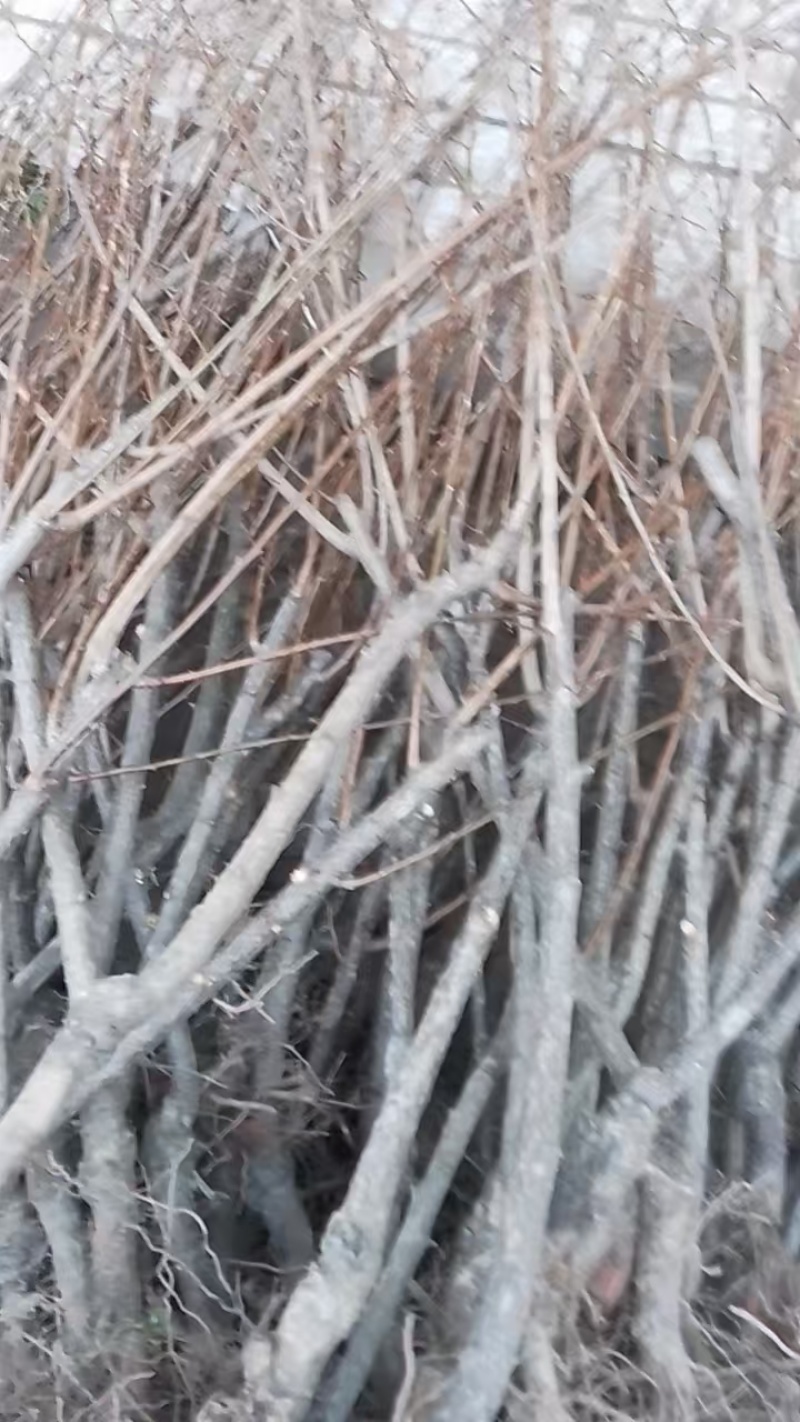 嫁接桃树苗精心培育成活率高支持视频看货