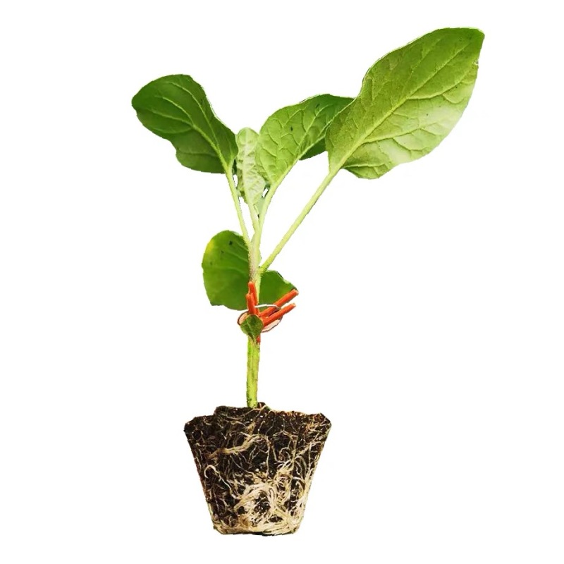 嫁接长茄苗嫁接圆茄苗紫茄苗线茄子苗寿光苗场种苗