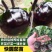 嫁接长茄苗嫁接圆茄苗紫茄苗线茄子苗寿光苗场种苗