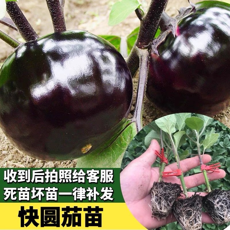 嫁接长茄苗嫁接圆茄苗紫茄苗线茄子苗寿光苗场种苗