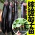 嫁接长茄苗嫁接圆茄苗紫茄苗线茄子苗寿光苗场种苗