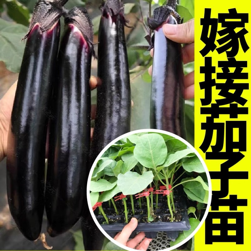 嫁接长茄苗嫁接圆茄苗紫茄苗线茄子苗寿光苗场种苗