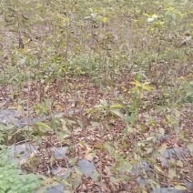 车厘子苗【黑珍珠樱桃苗】樱桃苗果大饱满诚信经营