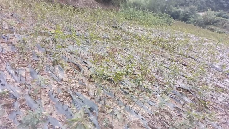 车厘子苗【黑珍珠樱桃苗】樱桃苗果大饱满诚信经营