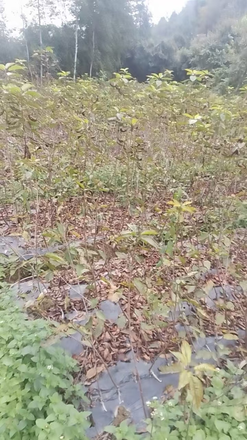 车厘子苗【黑珍珠樱桃苗】樱桃苗果大饱满诚信经营
