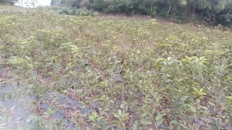 车厘子苗【黑珍珠樱桃苗】樱桃苗果大饱满诚信经营