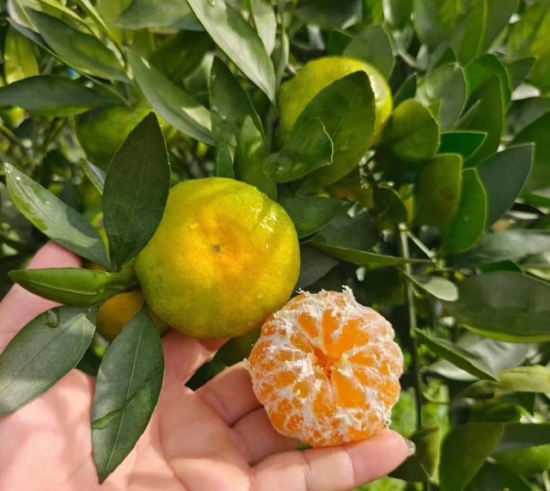 蜜桔湖北蜜橘大量供应皮薄多汁提供一条龙服务
