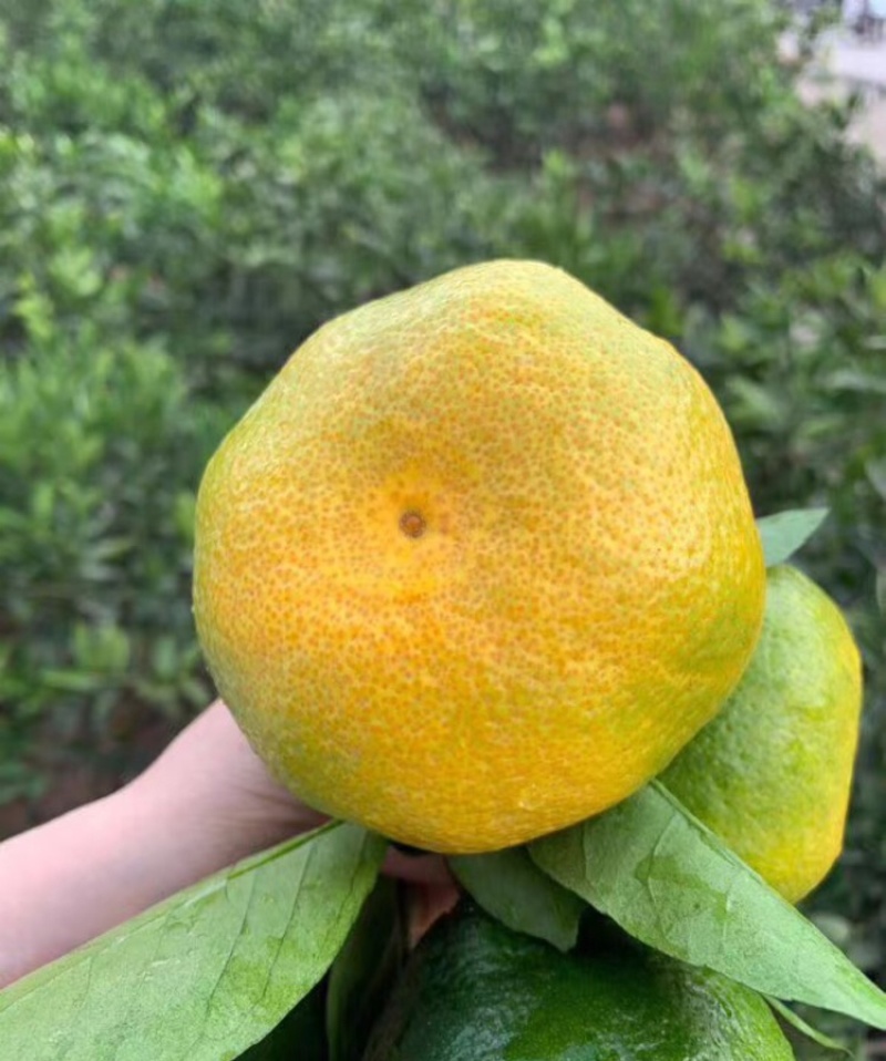 蜜桔湖北蜜橘大量供应皮薄多汁提供一条龙服务
