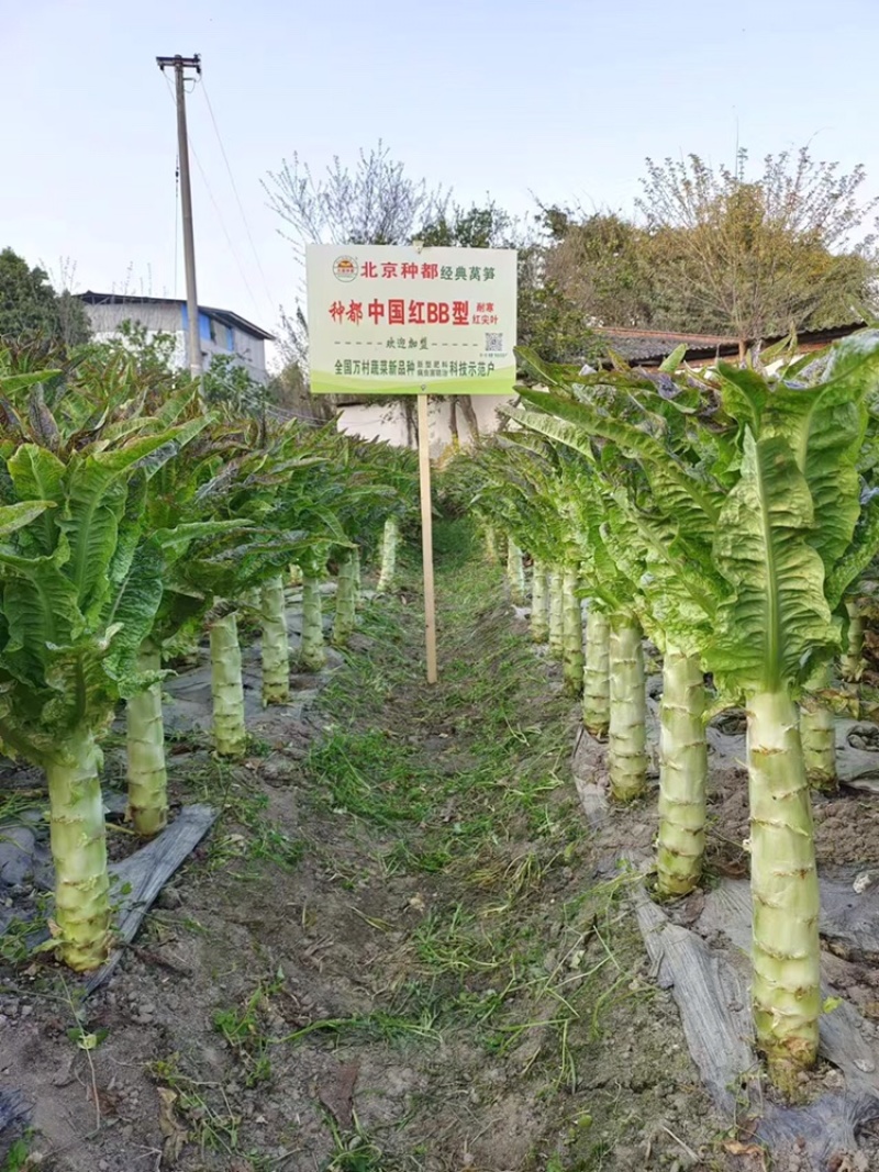 红尖叶莴莴笋苗聊城育苗厂直发长期合作基地种植代育苗