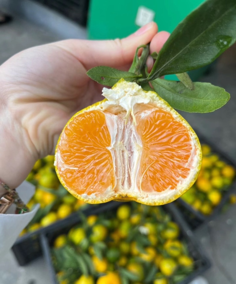 蜜桔湖北蜜橘大量供应皮薄多汁提供一条龙服务