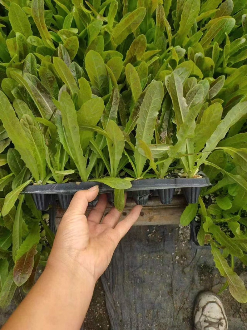 红叶莴苣苗山东莴笋苗耐寒根系好苗场直发